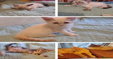 Mixed Breed cats - Advert 2