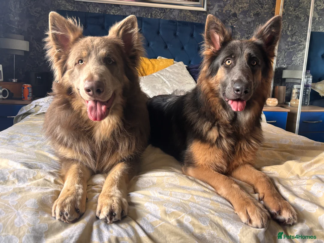 German Shepherd dogs for stud: Sabre, big strong straight backed DMclear male GSD in Stoke-on-Trent - Advert 5