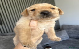 Labrador Retriever dogs for sale: Beautiful Labrador Puppies  - Image 28