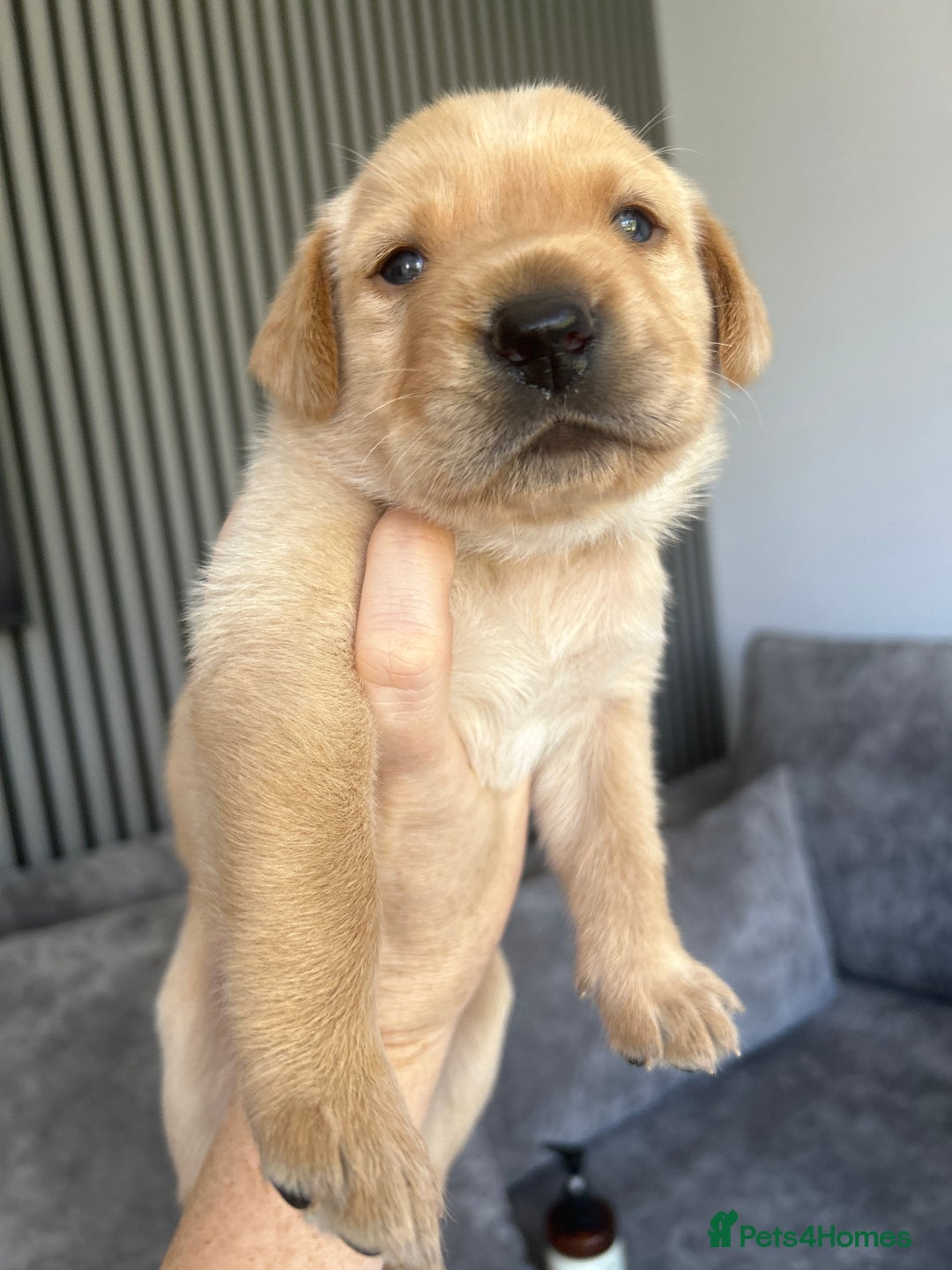 Labrador Retriever dogs for sale: Beautiful Labrador Puppies  - Image 28