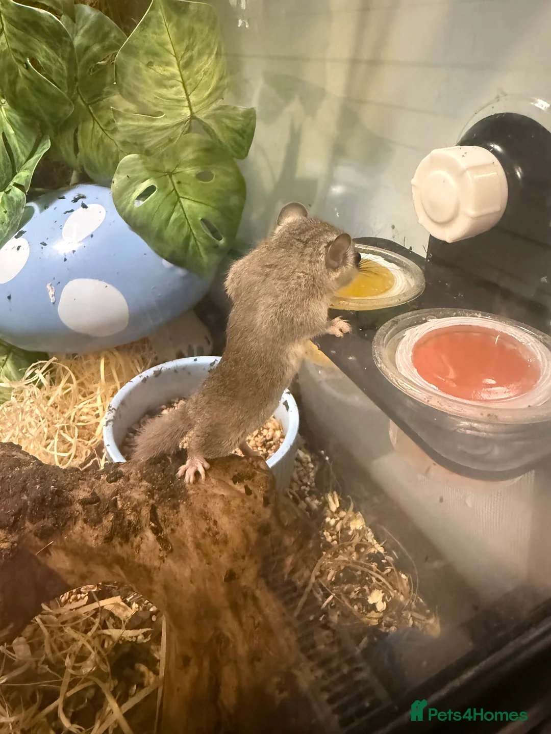Mouse rodents for sale: X4 African Pygmy Dormice (Micro Squirrels)  - Advert 1