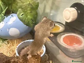 Mouse rodents X4 African Pygmy Dormice (Micro Squirrels) - Advert 1