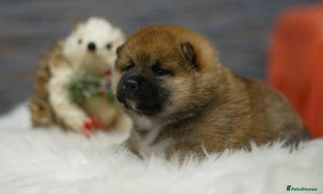 Japanese Shiba Inu dogs KC Reg Japanese Shiba inu Puppies - Advert 1