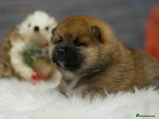 Japanese Shiba Inu dogs KC Reg Japanese Shiba inu Puppies - Advert 1