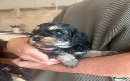 Cavapoo dogs for sale: 🌟HEALTH TESTED F1B CAVAPOO MERLE STUNNING PUPPIES - Image 14
