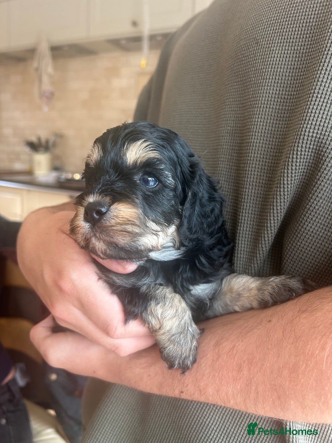 Cavapoo dogs for sale: 🌟HEALTH TESTED F1B CAVAPOO MERLE STUNNING PUPPIES - Image 14