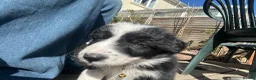 Border Collie dogs for sale: One beautiful collie girl - Advert 7