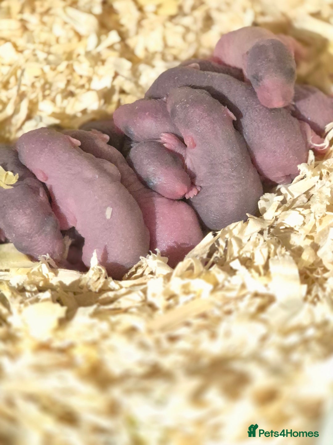 Rat rodents for sale: Beautiful babies for sale  - Advert 10