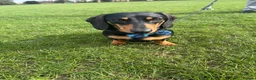 Miniature Dachshund dogs for stud: Black and Tan miniature dachshund for stud - Advert 2
