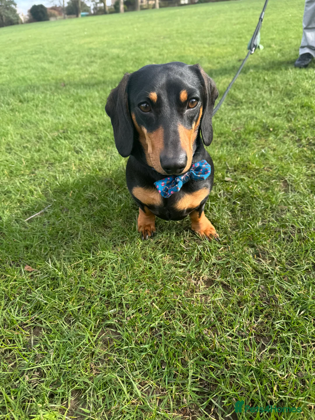 Miniature Dachshund dogs for stud: Black and Tan miniature dachshund for stud - Advert 2