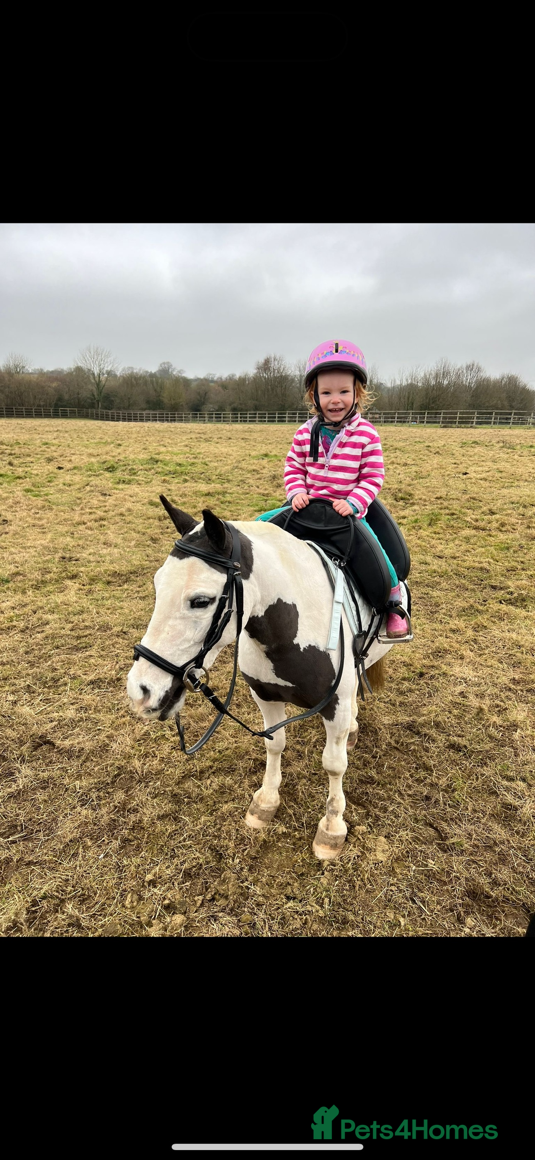 Irish Cob horses for sale: Dolla- 5yr old coblet  - Advert 5