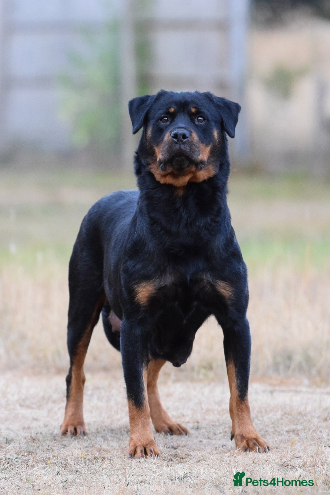 Rottweiler dogs Rottweiler Puppies – Stunning Old School Type - Advert 2