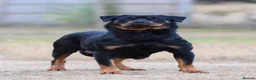 Rottweiler dogs for sale: Rottweiler Puppies – Stunning Old School Type in Whitchurch - Advert 2