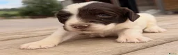 English Springer Spaniel dogs for sale: KC registered Springer Spaniel Puppies - Advert 2