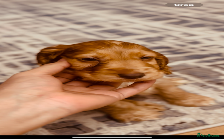 American Cocker Spaniel dogs - Advert 1
