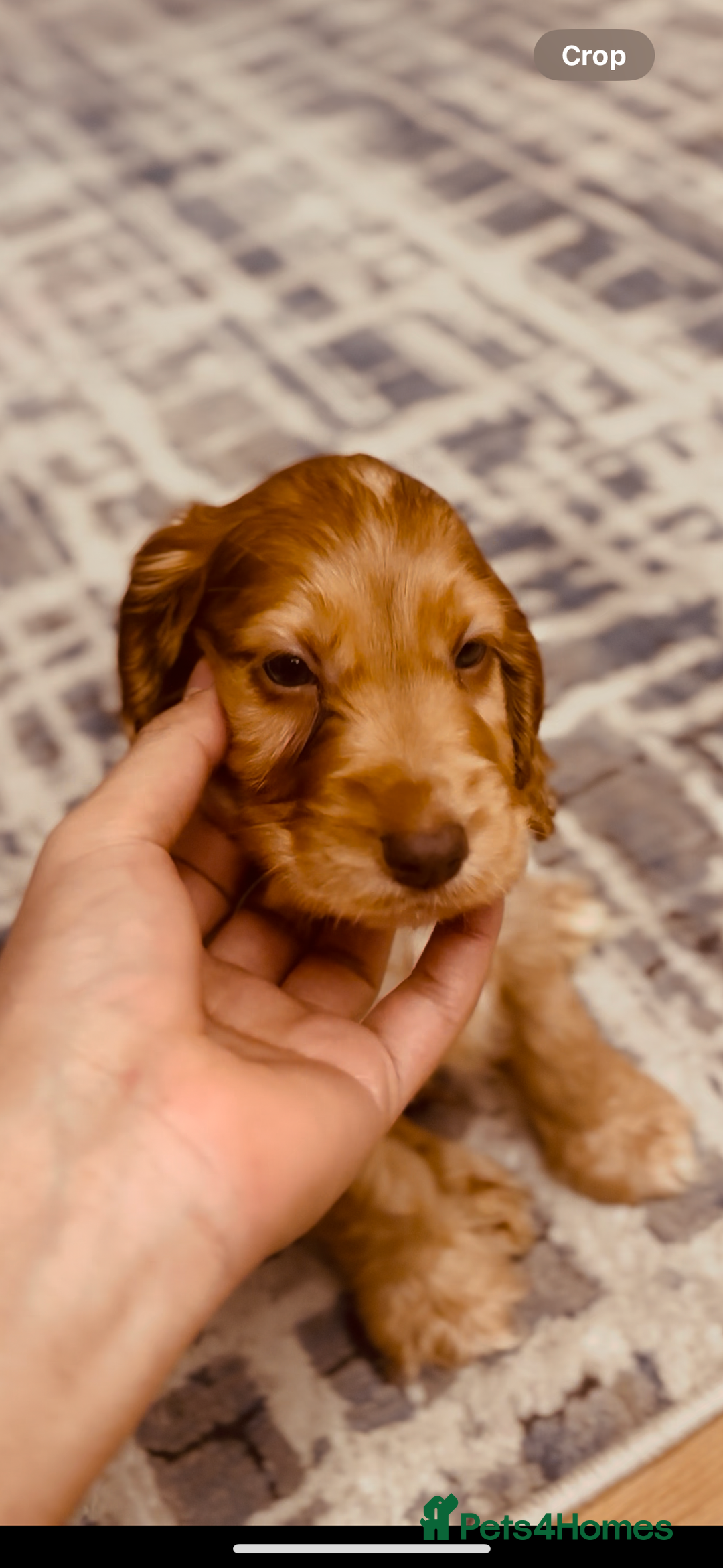 American Cocker Spaniel dogs for sale: Cocker spaniel  (PRICE CAN BE NEGOTIATED) - Image 1
