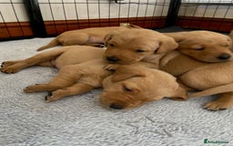 Labrador Retriever dogs for sale: Beautiful Fox Red Labrador puppies for sale - Image 5