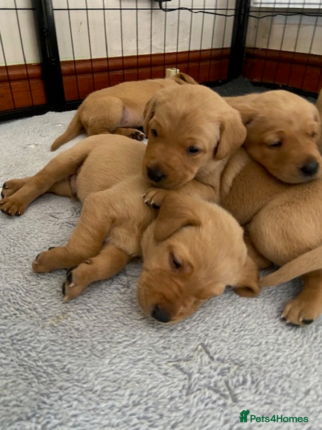 Labrador Retriever dogs for sale: Beautiful Fox Red Labrador puppies for sale - Image 5