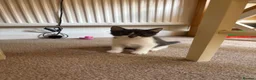 Mixed Breed cats for sale: Grey and White male kitten  - Advert 2