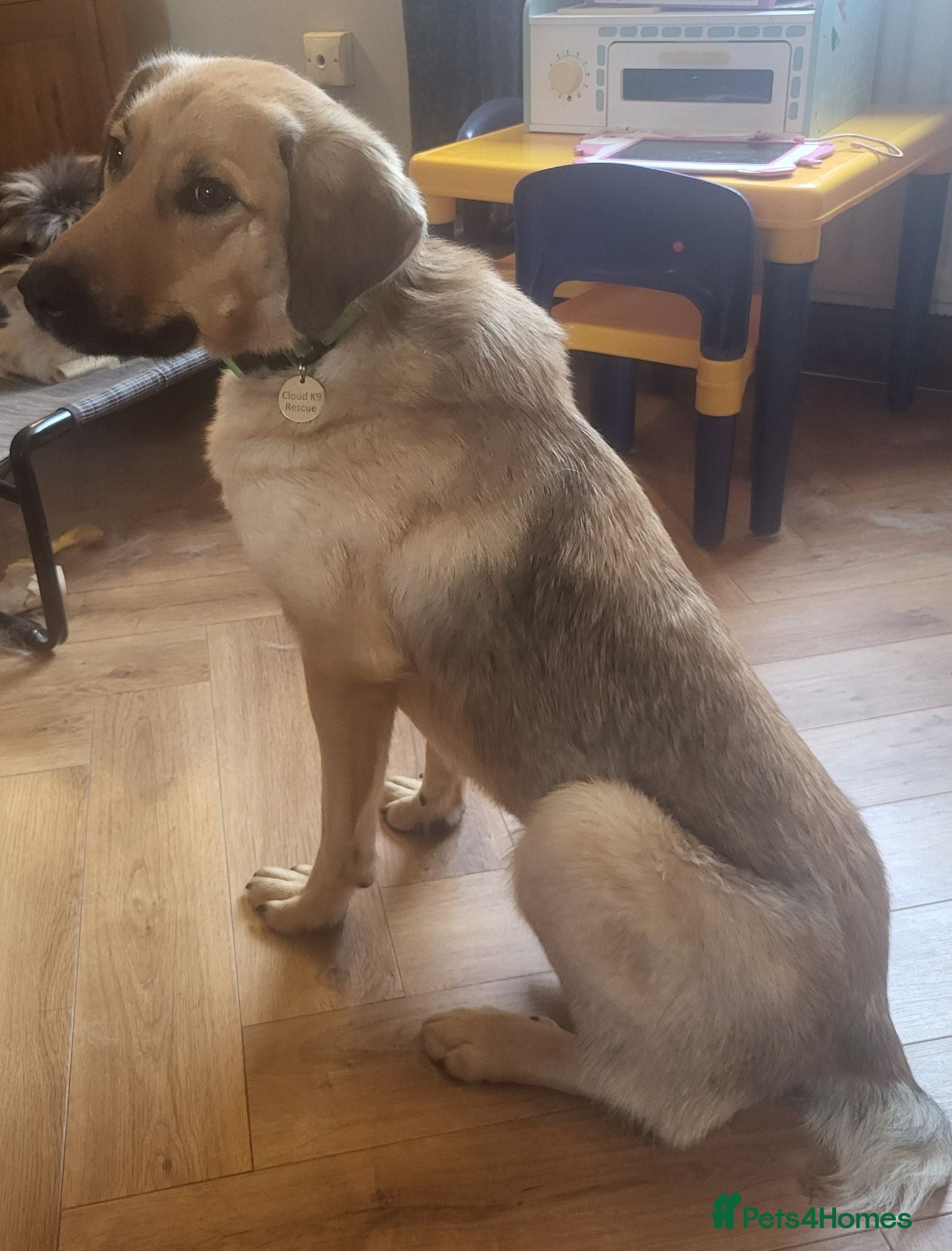 Mixed Breed dogs SKY  ( 20 months) - Advert 1