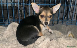 Chihuahua dogs for sale: Chihuahua fluff balls  - Image 6