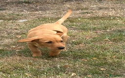Labrador Retriever dogs for sale: Gorgeous girl - Image 2