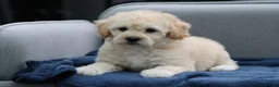 Cavapoochon dogs for sale: Cavapochon puppies for sale - Advert 37