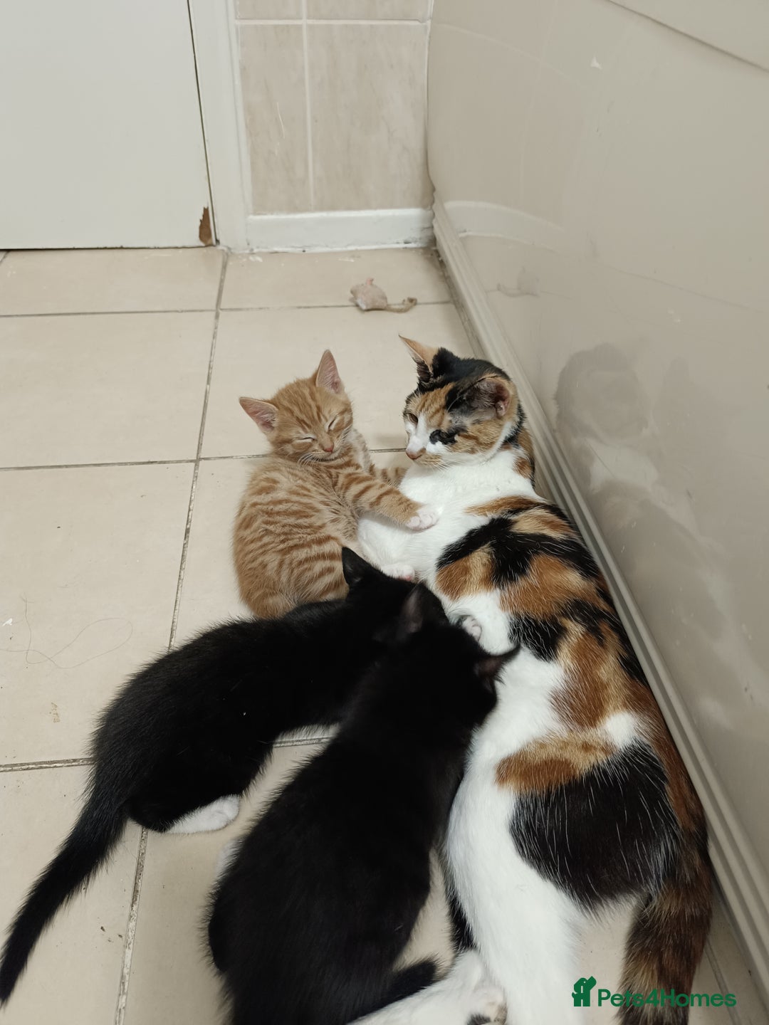 Mixed Breed cats for sale: Lovely Cat Looking for a New Home - Image 4