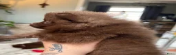 Pomeranian dogs for sale: 100% POM!🐻DNA&HEALTH TESTED!🧬 - Advert 18