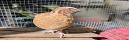 Quail poultry for sale: Jumbo Coturnix Quail - hatching eggs, chicks - Advert 6