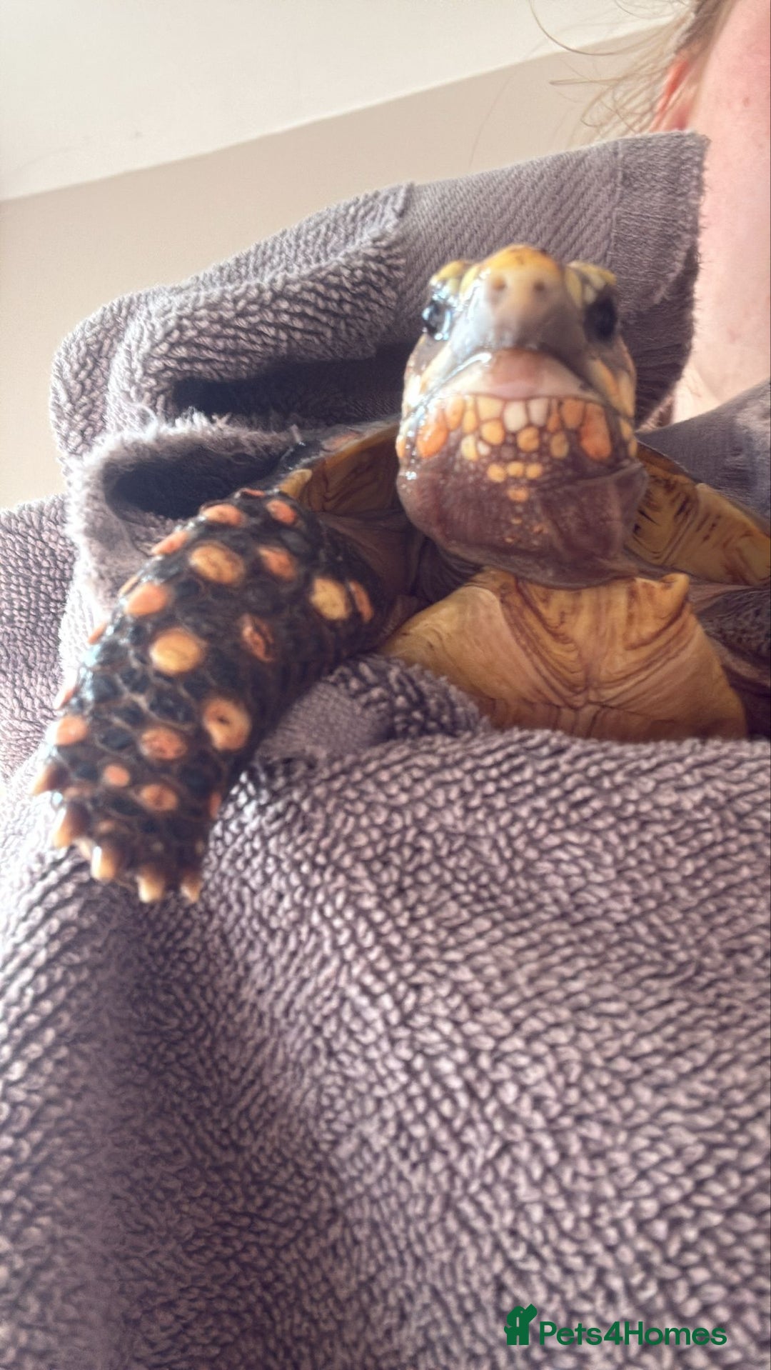 Tortoise reptiles for sale: Redfoot tortoise - Advert 2