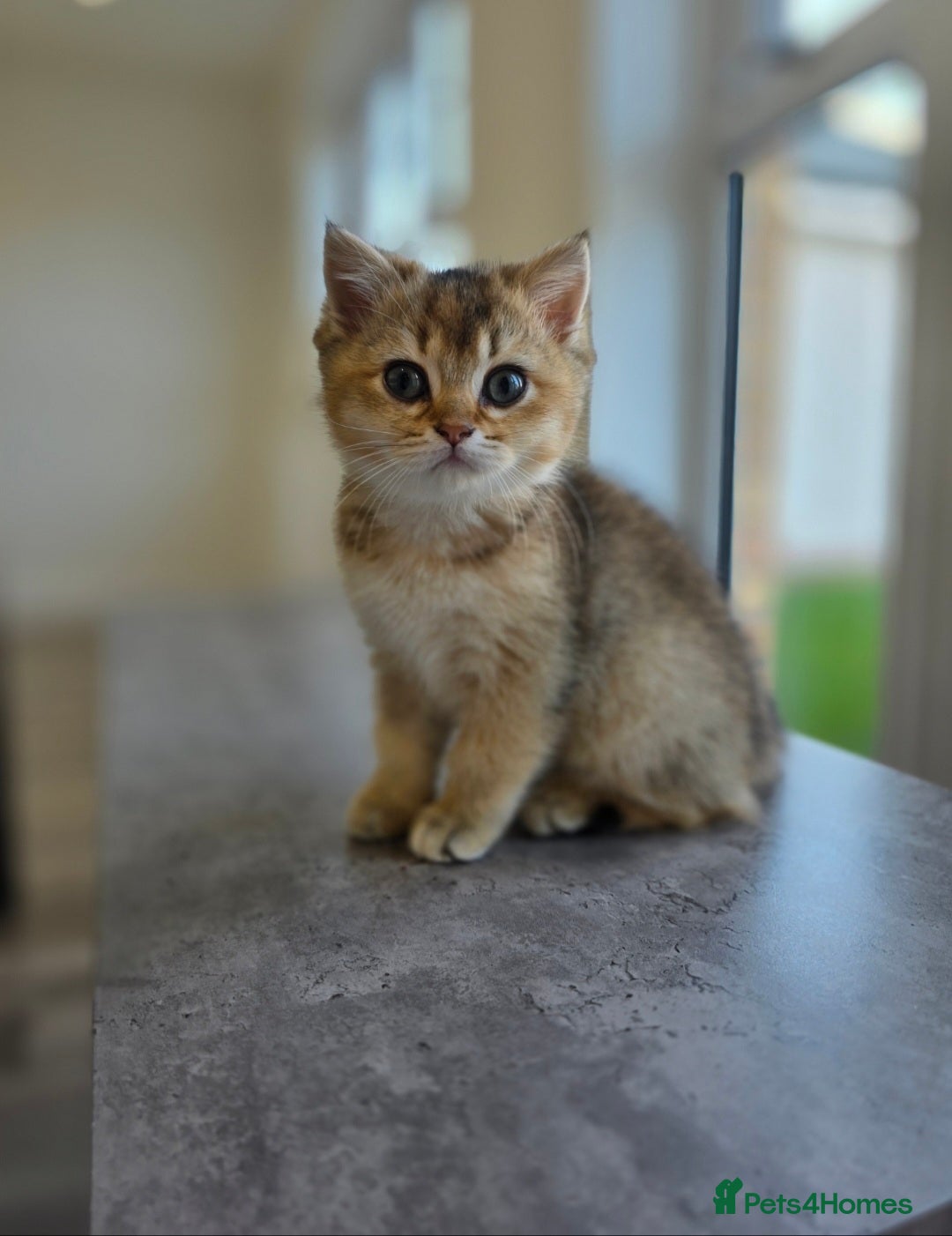 British Shorthair cats for sale: Female British Shorthair  - Image 1