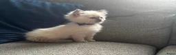 Ragdoll cats for sale: Beautiful ragdoll kittens - Advert 13