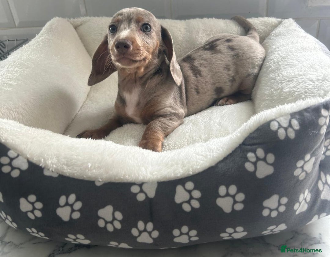 Miniature Dachshund dogs for sale: Miniature dachshund  - Image 1