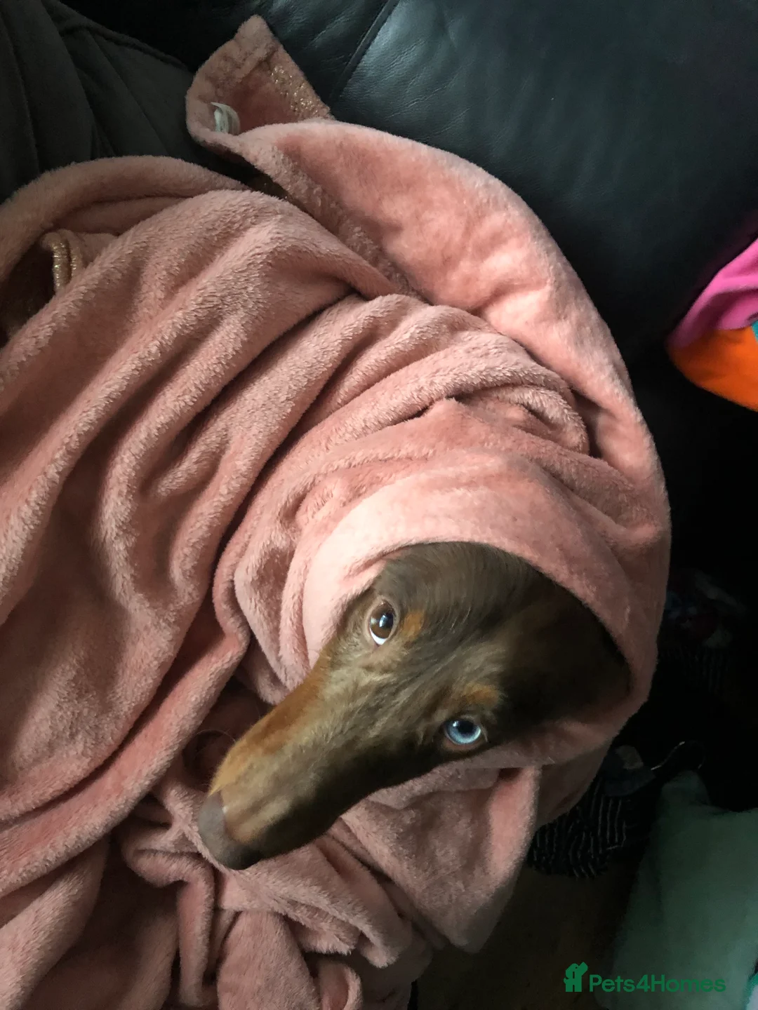 Dachshund dogs for stud: PROVEN KC Reg Longhaired dapple dachshund for STUD in Middlesbrough - Advert 6