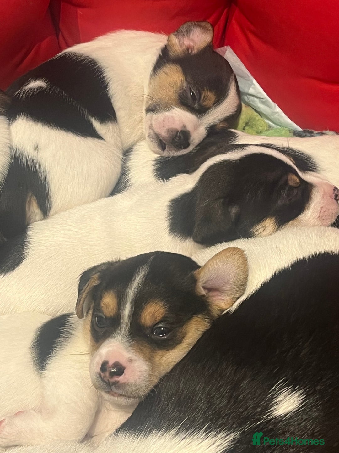 Mixed Breed dogs for sale: First litter of 7 Jack Russel puppies  - Advert 17