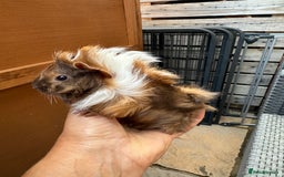 Guinea Pig rodents for sale: 5 Long haired male guinea pigs. - Image 6