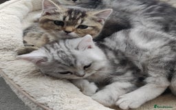 British Shorthair cats for sale: Cat for sale  - Image 3