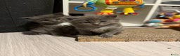 Ragcoon cats for sale: READY NOW Stunning RAGCOON Kittens  - Advert 7