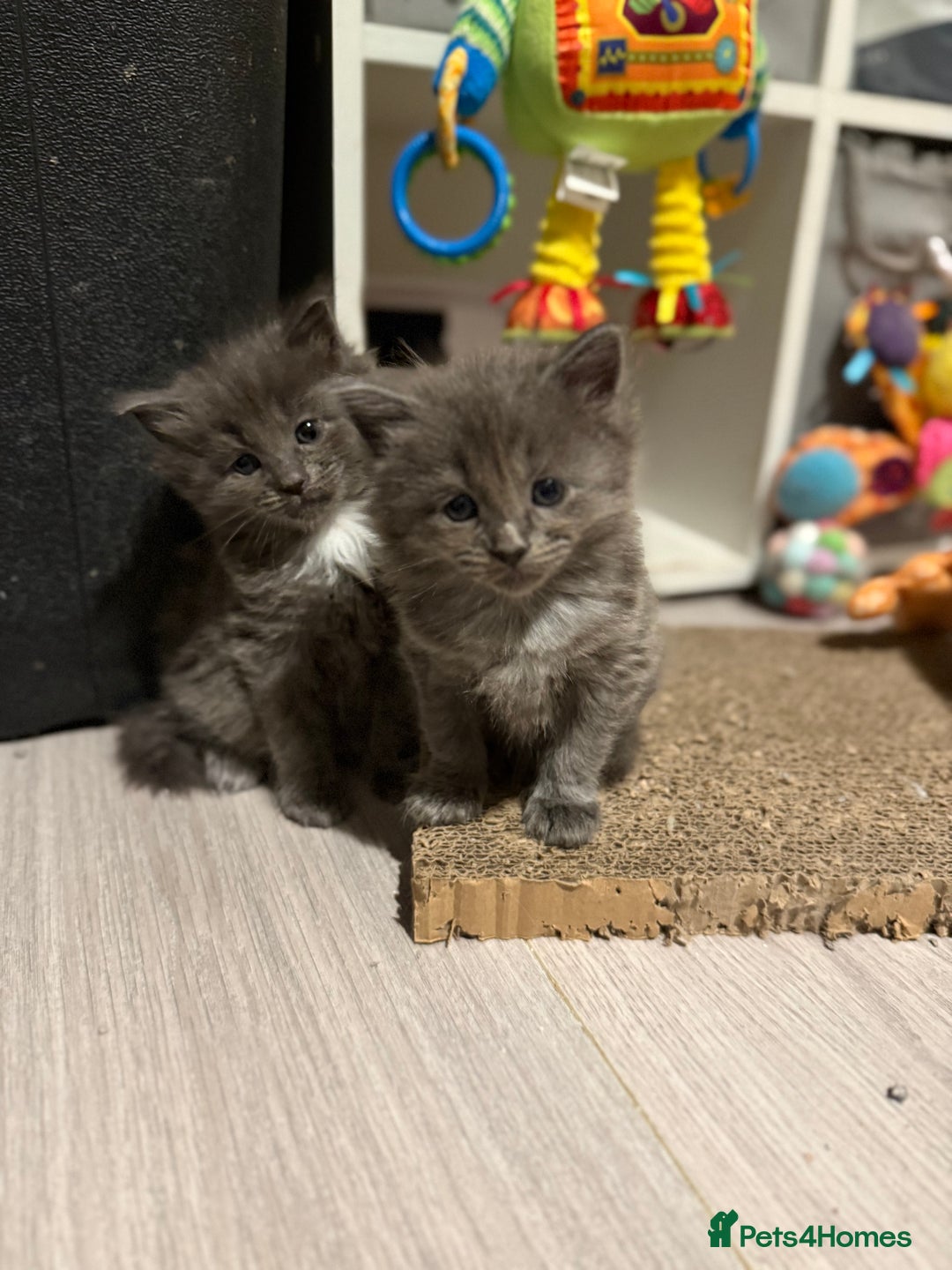Ragcoon cats for sale: READY NOW Stunning RAGCOON Kittens  - Advert 7