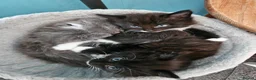 Mixed Breed cats for sale: Kittens 3 ready to leave now - Advert 13