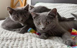 Russian Blue cats for sale: Russian Blue Kittens - Image 10