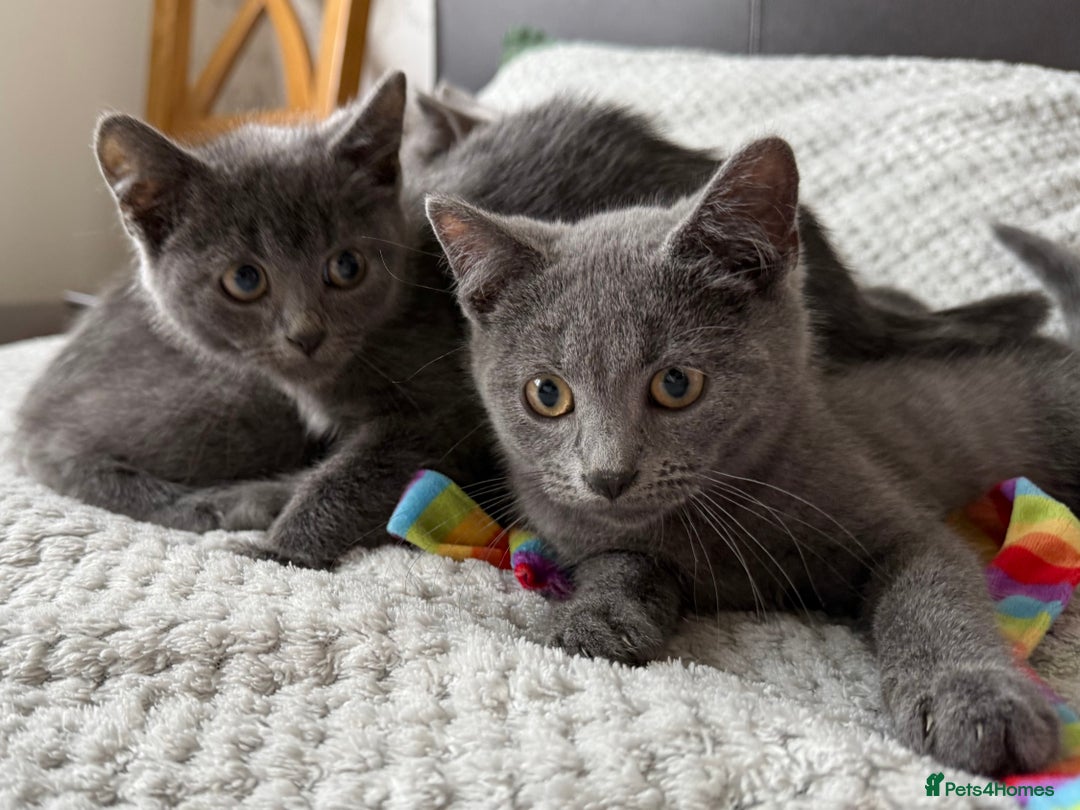 Russian Blue cats for sale: Russian Blue Kittens - Image 10