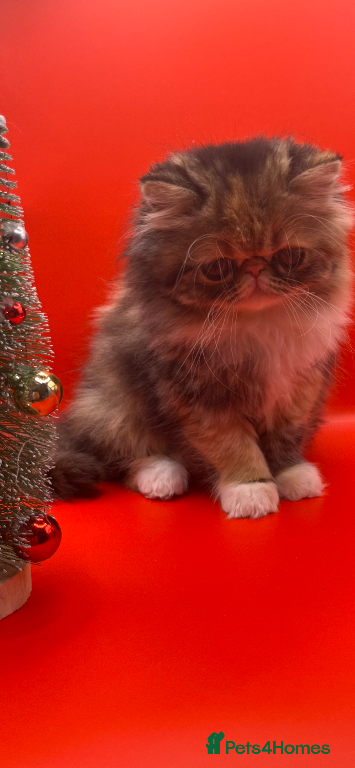 Exotic cats Exotic kittens  - Advert 6