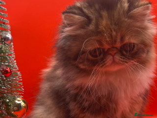 Exotic cats Exotic kittens - Advert 6