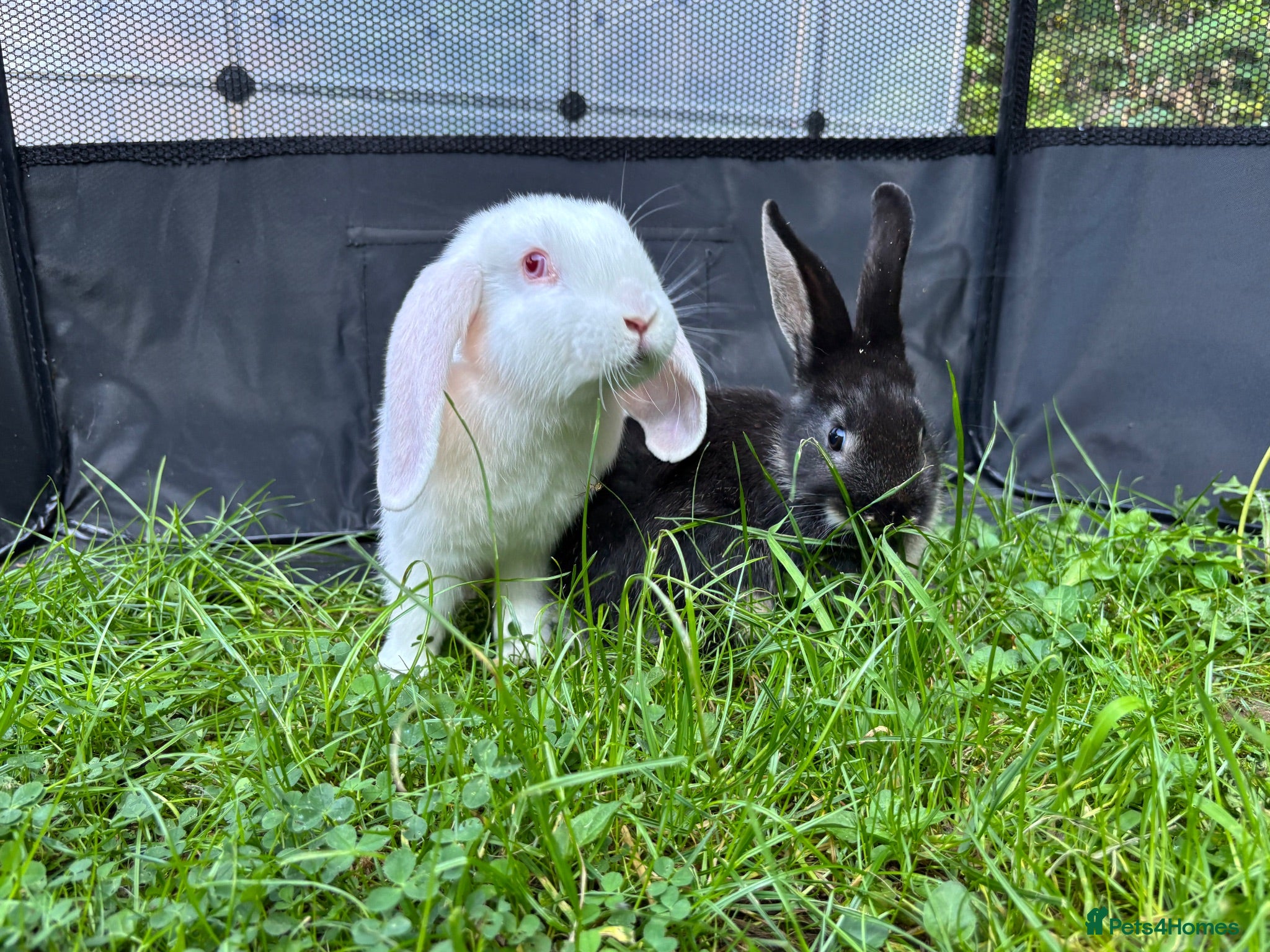 Mixed Breed rabbits Beautiful baby rabbits - Advert 3