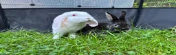 Mixed Breed rabbits for sale: Beautiful baby rabbits in Cardiff - Advert 1