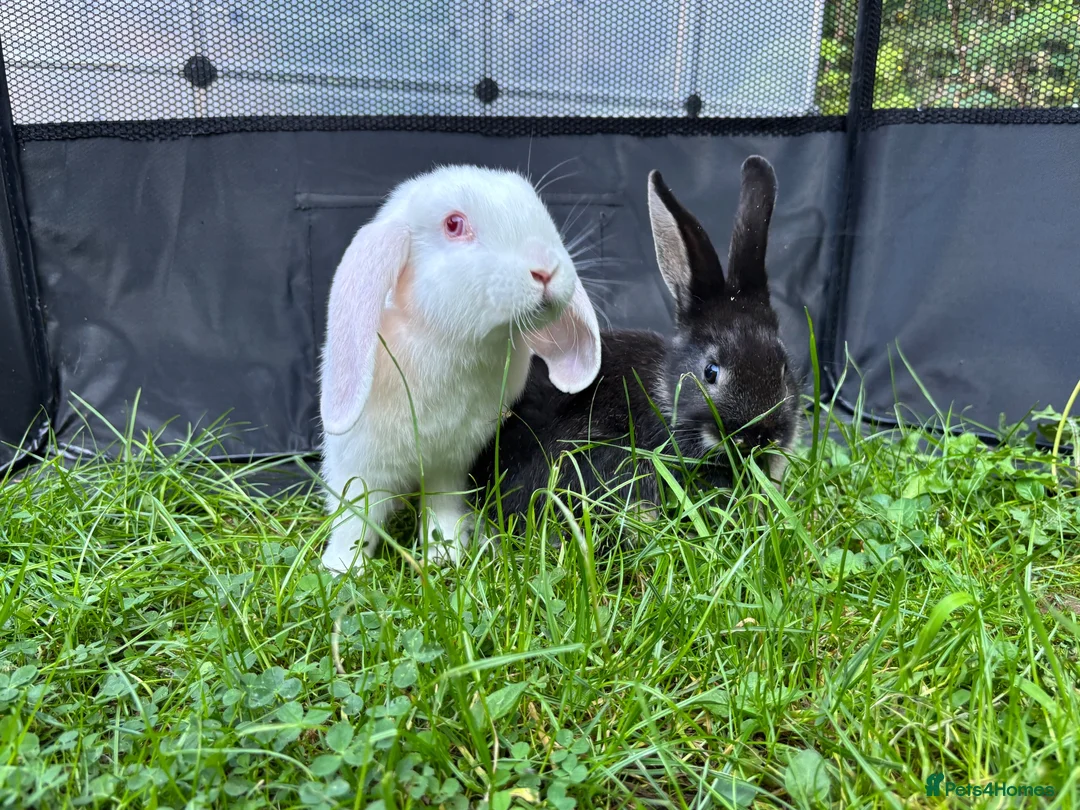 Mixed Breed rabbits for sale: Beautiful baby rabbits in Cardiff - Advert 1