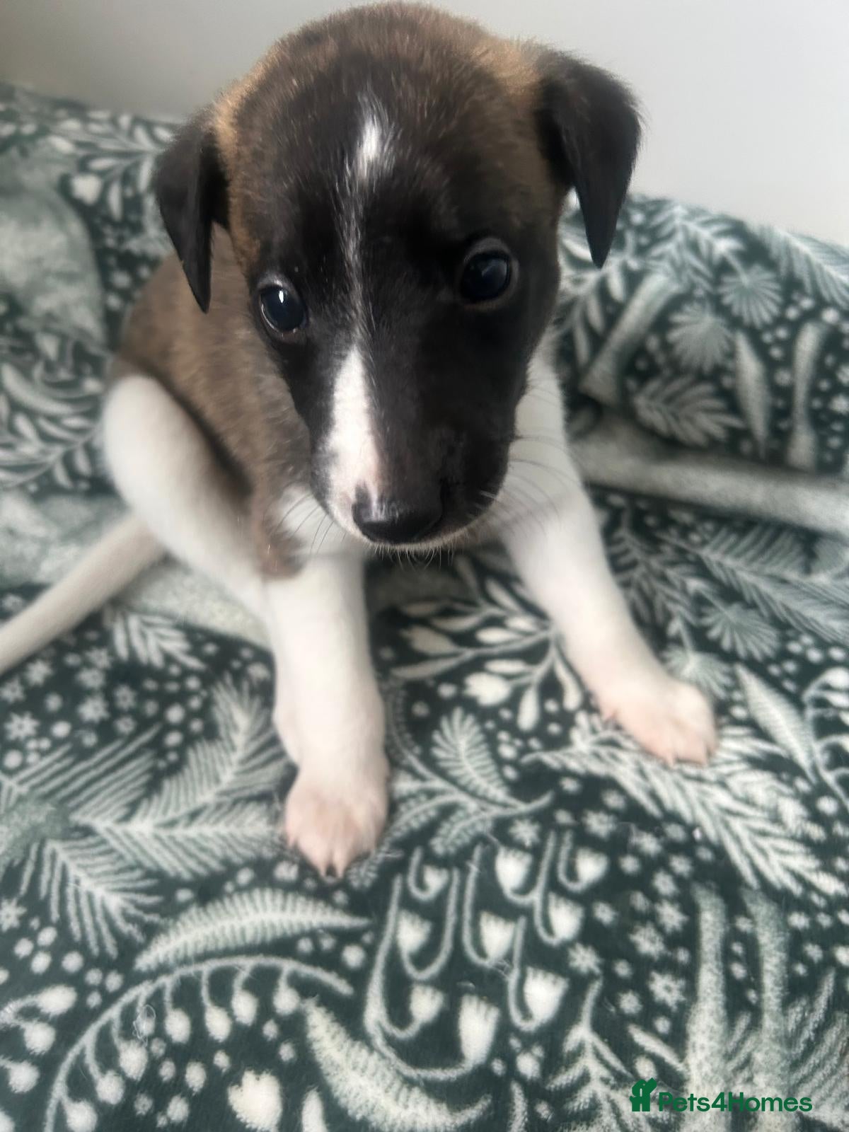 Whippet dogs Stunning pedigree whippet puppies  - Advert 1