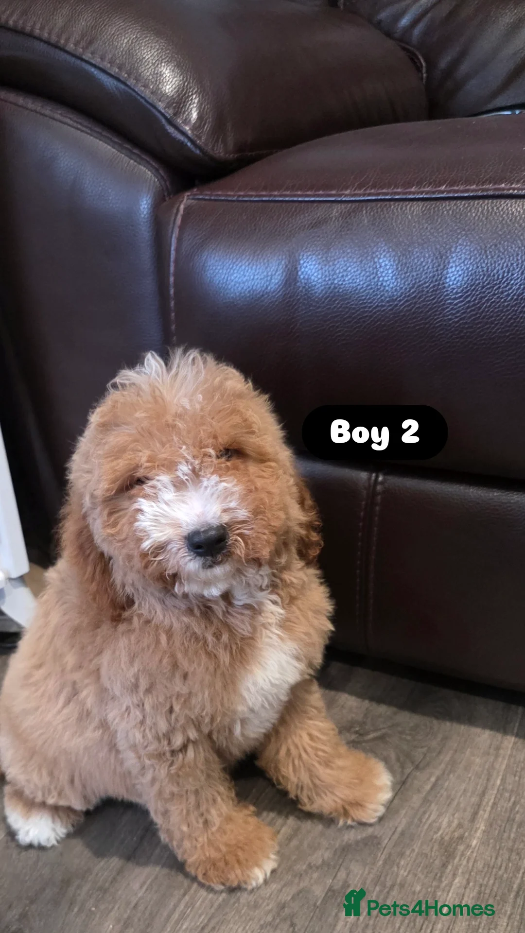 Cockapoo dogs for sale: Adorable Cockapoo pups 🦴🐾 - Image 16